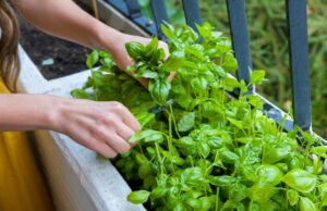 fresh herbs will have a huge demand.